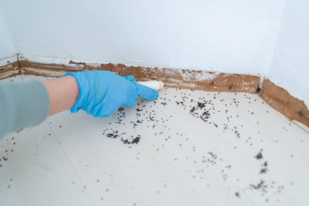Best Termite Control Services  in Moravian Falls, NC