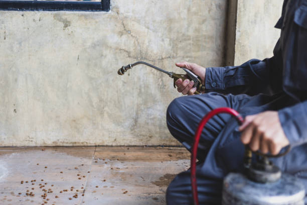 Best Flea Control Services  in Moravian Falls, NC